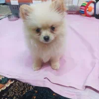 پامر عروسکی خرسی|سگ|کرج, کوی کارمندان جنوبی|دیوار