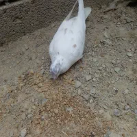 کبوتر|پرنده|سراوان, |دیوار