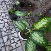 گل دیفین باغیا