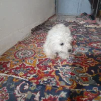 واگذار دوتا سگ پاپی ماده یکیشون بار داره