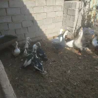 غاز قوغاز و اردک اسرائیلی در فریمان|حیوانات مزرعه|فریمان, |دیوار