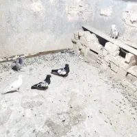 کبوتر سینه مشکی سبز پلاکی دورگ تهرانی بپر کفترسیاه|پرنده|لنجان, |دیوار