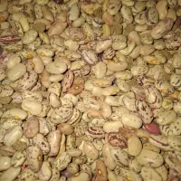 لوبیا چیتی|عمده‌فروشی|دهگلان, |دیوار