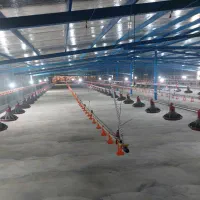 فروش مرغداری ۳۰ هزاری تمام اتوماتیک|فروش دفتر صنعتی، کشاورزی، تجاری|میناب, |دیوار