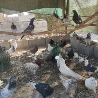 کفتر|پرنده|تخت, |دیوار