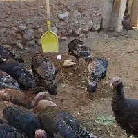 بوگلمو محلی