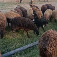 چهل راس میش