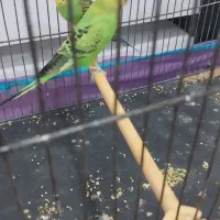 مرغ عشق نر نیم انگلیسی ماده نیم هلندی|پرنده|نقده, |دیوار