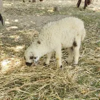 بره نر یک ماهه علفخوار و شیری|حیوانات مزرعه|گلپایگان, |دیوار