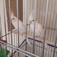 عروس هلندی  مولد