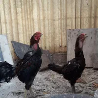 خروس لاری مرغ لاری مرغ تخم کن مرغ کرچ شو