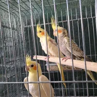 عروس هلندی|پرنده|ابریشم, |دیوار