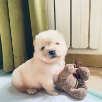 واگذاری سگ ( رایگان نیست)