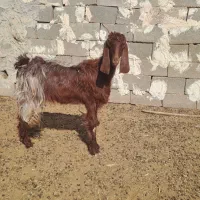 بز کهره دار