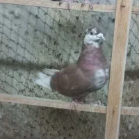 تعداد کفتر نرو ماده پرشی