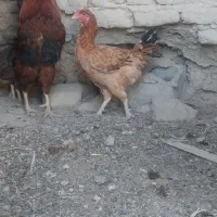 خروس محلی