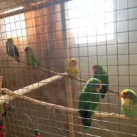 طوطی برزیلی