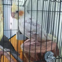 عروس هلندی ماده|پرنده|شیراز, دارالرحمه|دیوار