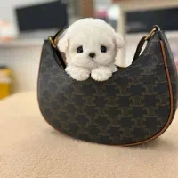 maltese مال تیز