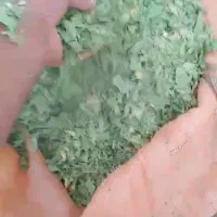 کرفس یا کلوس کوهی موسیر|گل و گیاه طبیعی|شهرکرد, |دیوار