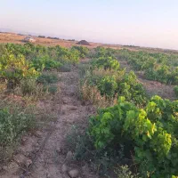 فروش-زمین-1000متری