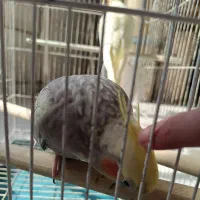 عروس هلندی مولد
