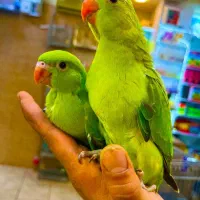 فروش عمده ملنگو