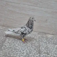 زرد هفرنگ دم سفید