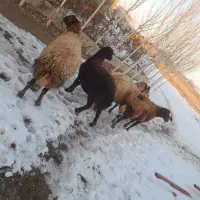 میش هترو|حیوانات مزرعه|شیروان (خراسان), |دیوار