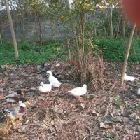 اردک محلی تازه