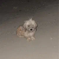 واگذاری رایگان سگ رها شده