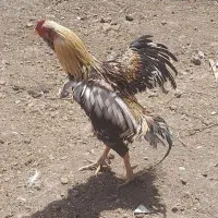 جوجه لاری و خروس|حیوانات مزرعه|زاوه, |دیوار