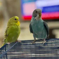 مرغ عشق