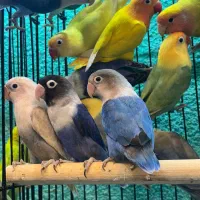 طوطی برزیلی مولد در رنگ های خاص