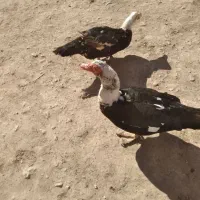 اردک اسراییلی|حیوانات مزرعه|قوچان, |دیوار