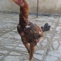 جوجه لاری