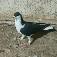 کبوتر خوشرنگ سیاه پرنده