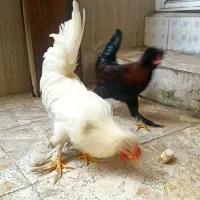 سلطان|حیوانات مزرعه|رشت, حاجی آباد|دیوار