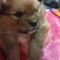 سرپرستی رایگان شیتزو