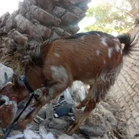سگ پیدا شده