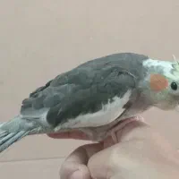 جوجه عروس هلندی تک