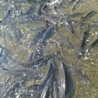 کارگر پاره وقت پرورش ماهی