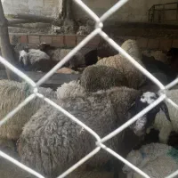 گوسفند زنده( سالم وبهداشتی)