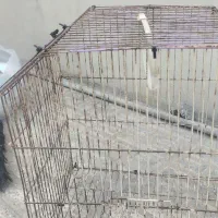 قفس|لوازم جانبی حیوانات|بندرعباس, |دیوار