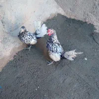 دوعدد خروس ویک عددمرغ سیبرایت سالم‌سرحال