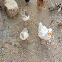 قاز فروشی
