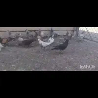 کبوتر ماده|پرنده|کنار تخته و کمار, |دیوار