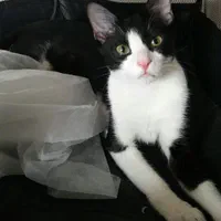 واگذاری گربه ده ماهه به نام تامی و سامی|گربه|نوشهر, |دیوار