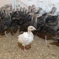 جوجه بوقلمون در خوزستان آبادان