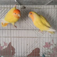 اوپال برزیلی کله نارنجی